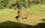 Deer family